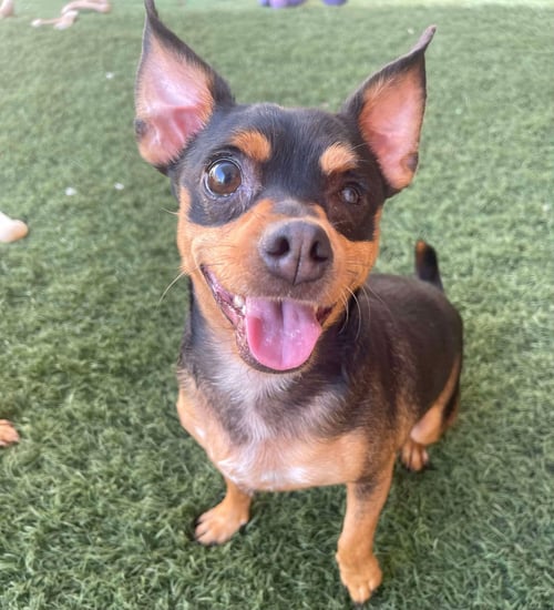 UNO - Chihuahua / Miniature Pinscher available for adoption