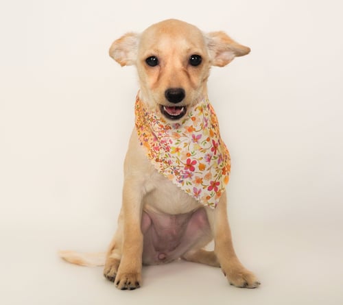 APRIL - Chihuahua / Poodle (Miniature) for adoption in Peoria