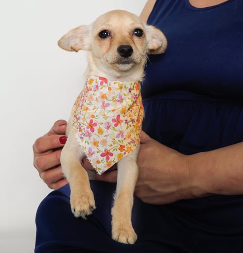 APRIL - Chihuahua / Poodle (Miniature) available for adoption