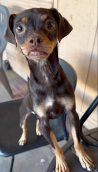Kahlua - Photo 4
