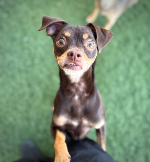 KAHLUA - Chihuahua for adoption in Glendale