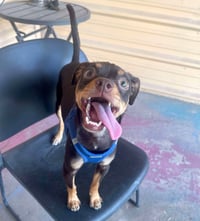 Kahlua - Photo 6
