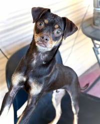 Kahlua - Photo 2