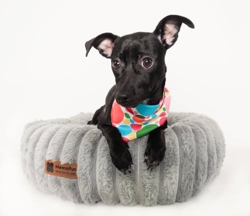 PEPPER - Chihuahua for adoption in Glendale