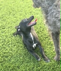 Pepper - Photo 3