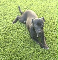 Pepper - Photo 4