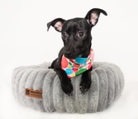 Pepper - Photo 3