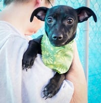 Pepper - Photo 2