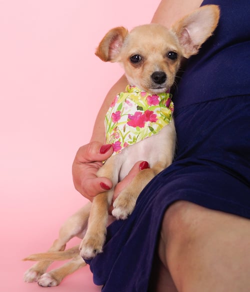 FLOWER - Chihuahua / Poodle (Toy) for adoption in Peoria