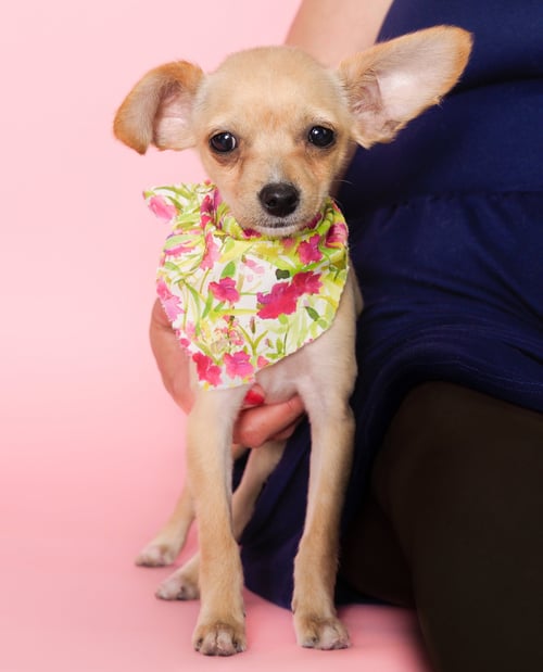 FLOWER - Chihuahua / Poodle (Toy) available for adoption