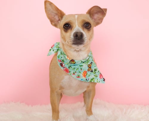 GEMMA - Chihuahua / Terrier for adoption in Peoria