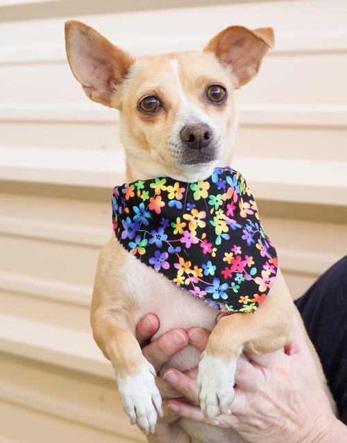 GEMMA - Chihuahua / Terrier available for adoption