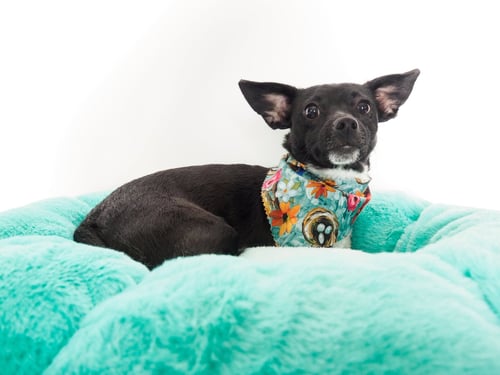 ROBIN - Chihuahua / Dachshund available for adoption