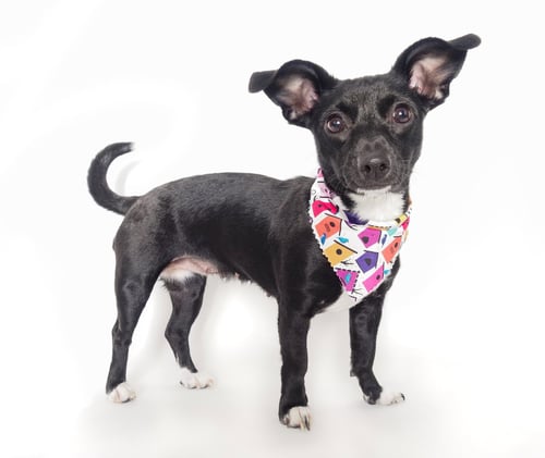 WREN - Chihuahua / Dachshund for adoption in Glendale