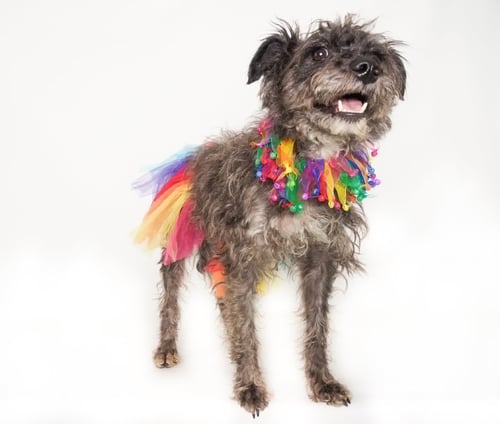 MARACA - Terrier for adoption in Glendale