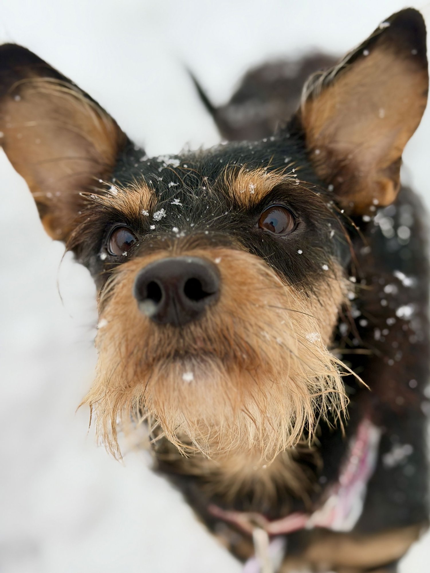 KIP - Terrier available for adoption