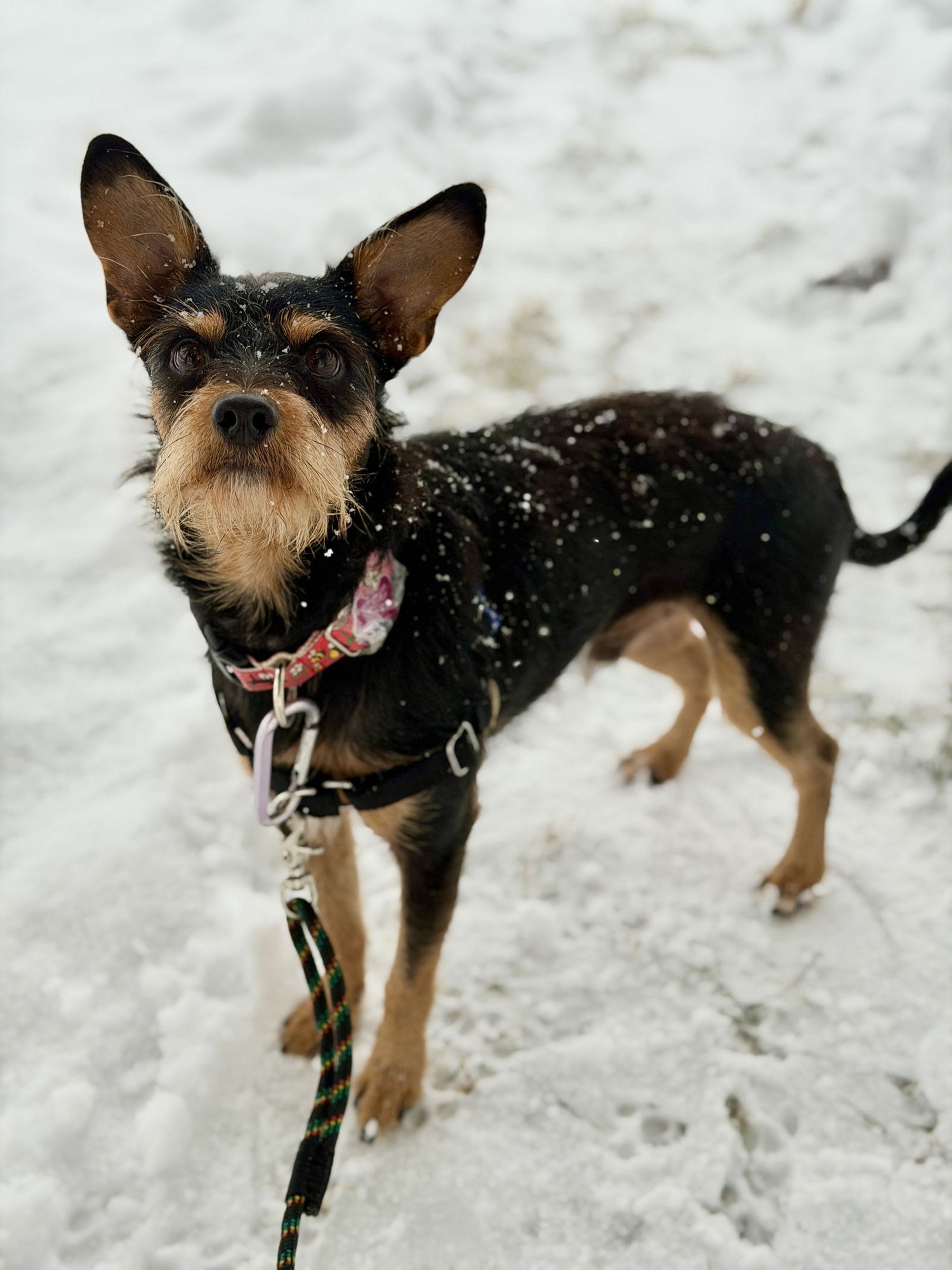 KIP - Terrier available for adoption