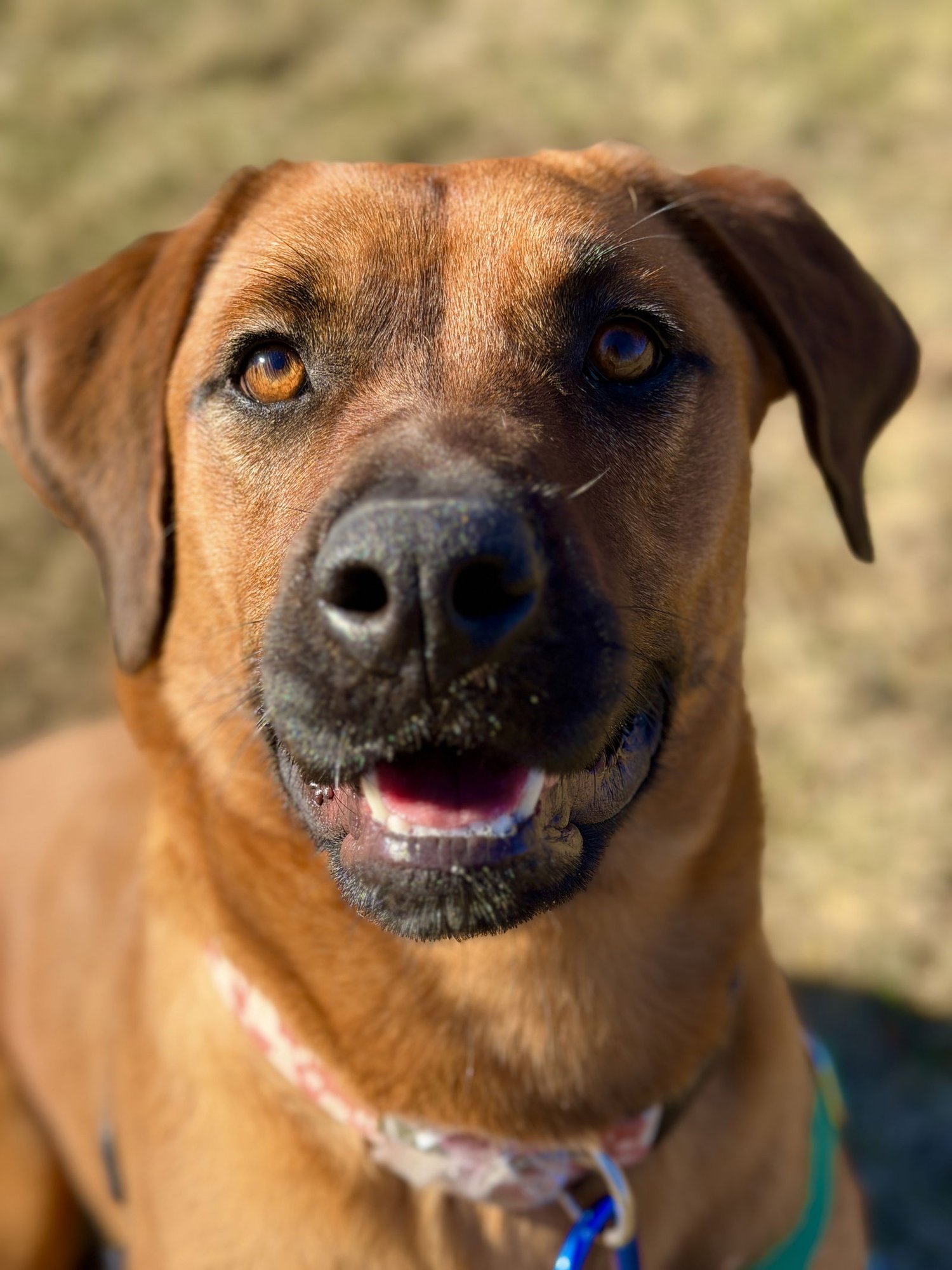 LILY - Hound available for adoption