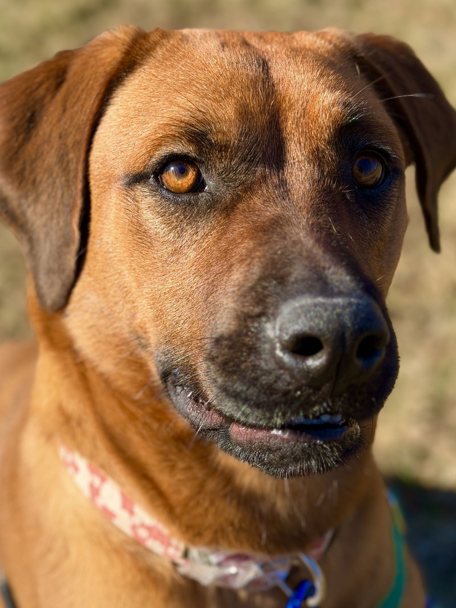 LILY - Hound available for adoption