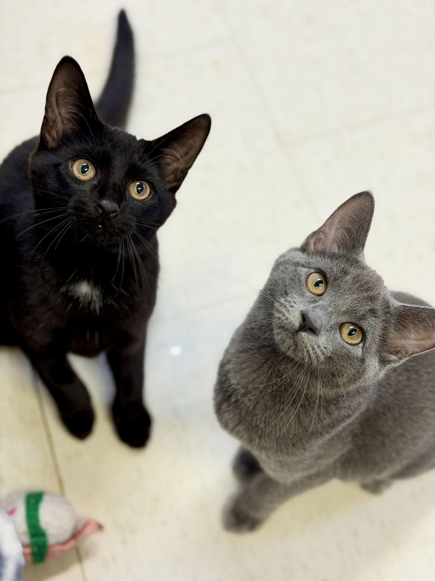 ELM (KITTEN 6) - Domestic Short Hair available for adoption