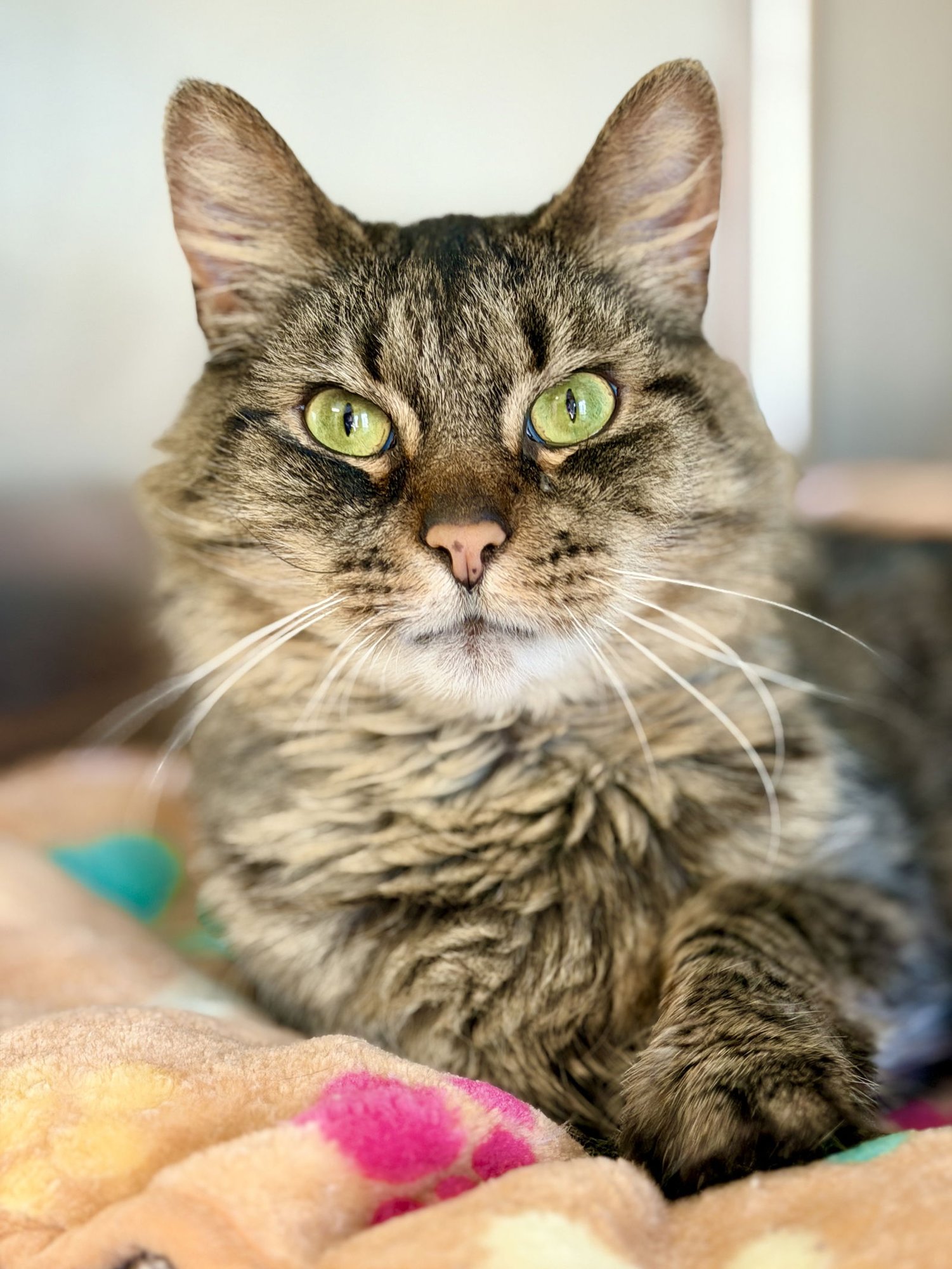 COOKIE - Domestic Long Hair available for adoption