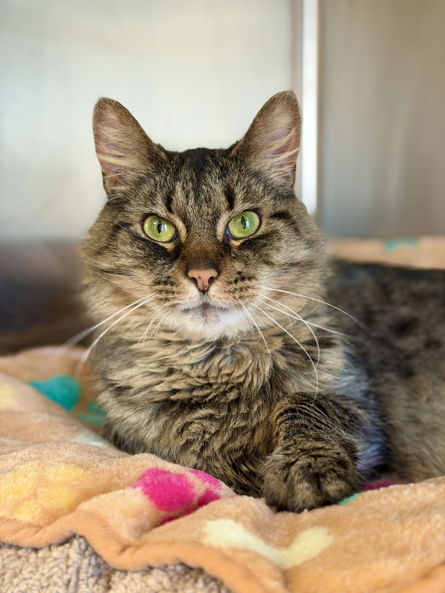 COOKIE - Domestic Long Hair available for adoption