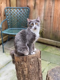 Callie (prev. Momma) - Photo 4