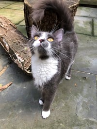 Callie (prev. Momma) - Photo 5