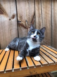 Callie (prev. Momma) - Photo 7