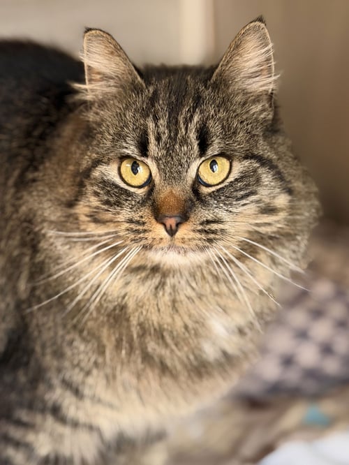 MIRABELLE - Domestic Medium Hair available for adoption