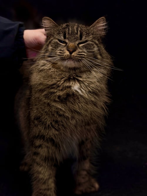 MIRABELLE - Domestic Medium Hair available for adoption
