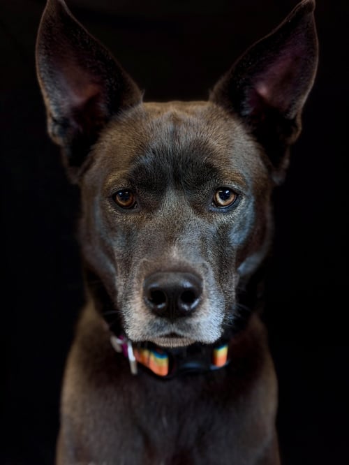 DIOR - Husky available for adoption