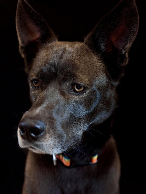 DIOR - Husky available for adoption