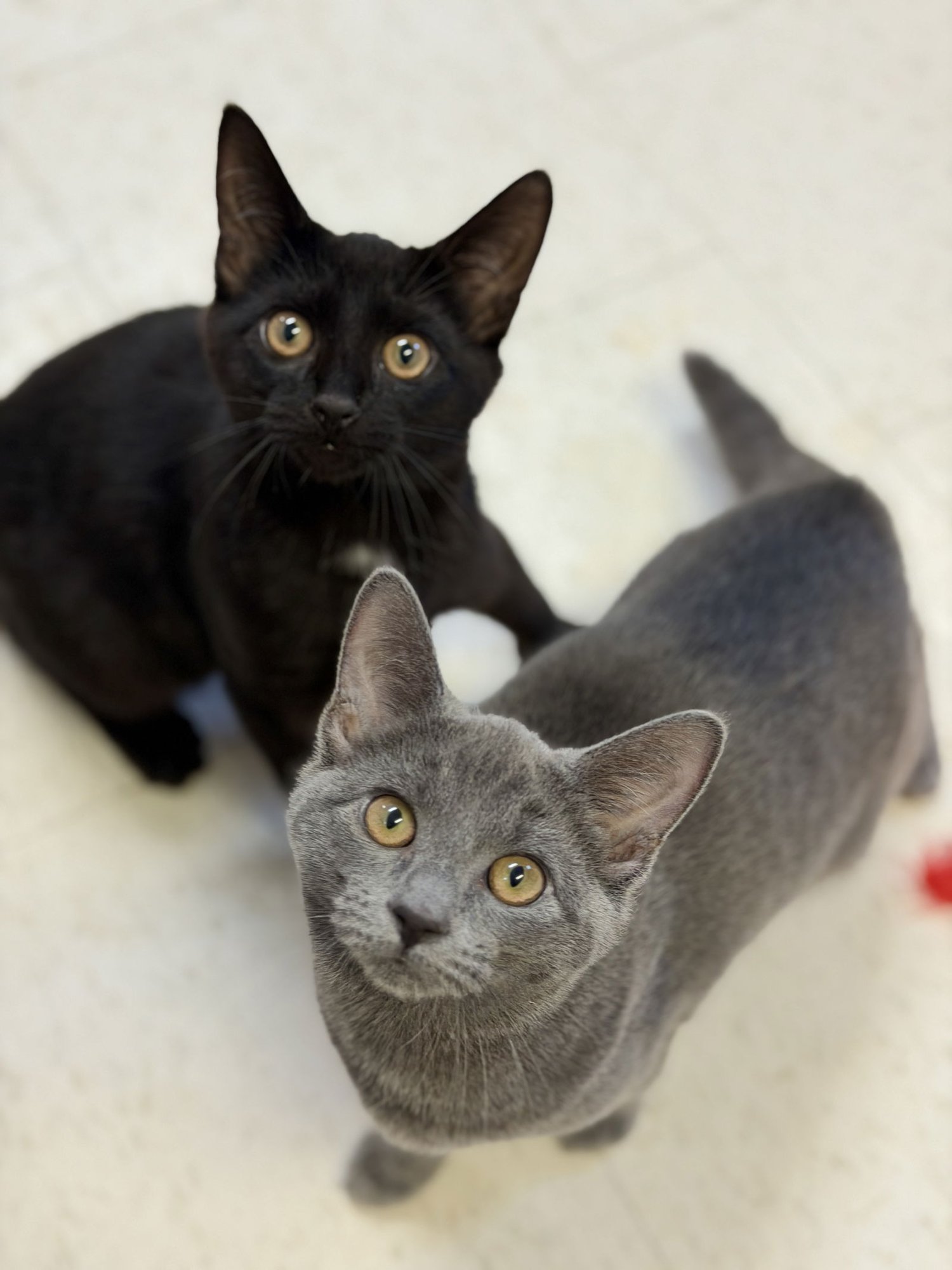 ASPEN (KITTEN 3) - Domestic Short Hair available for adoption