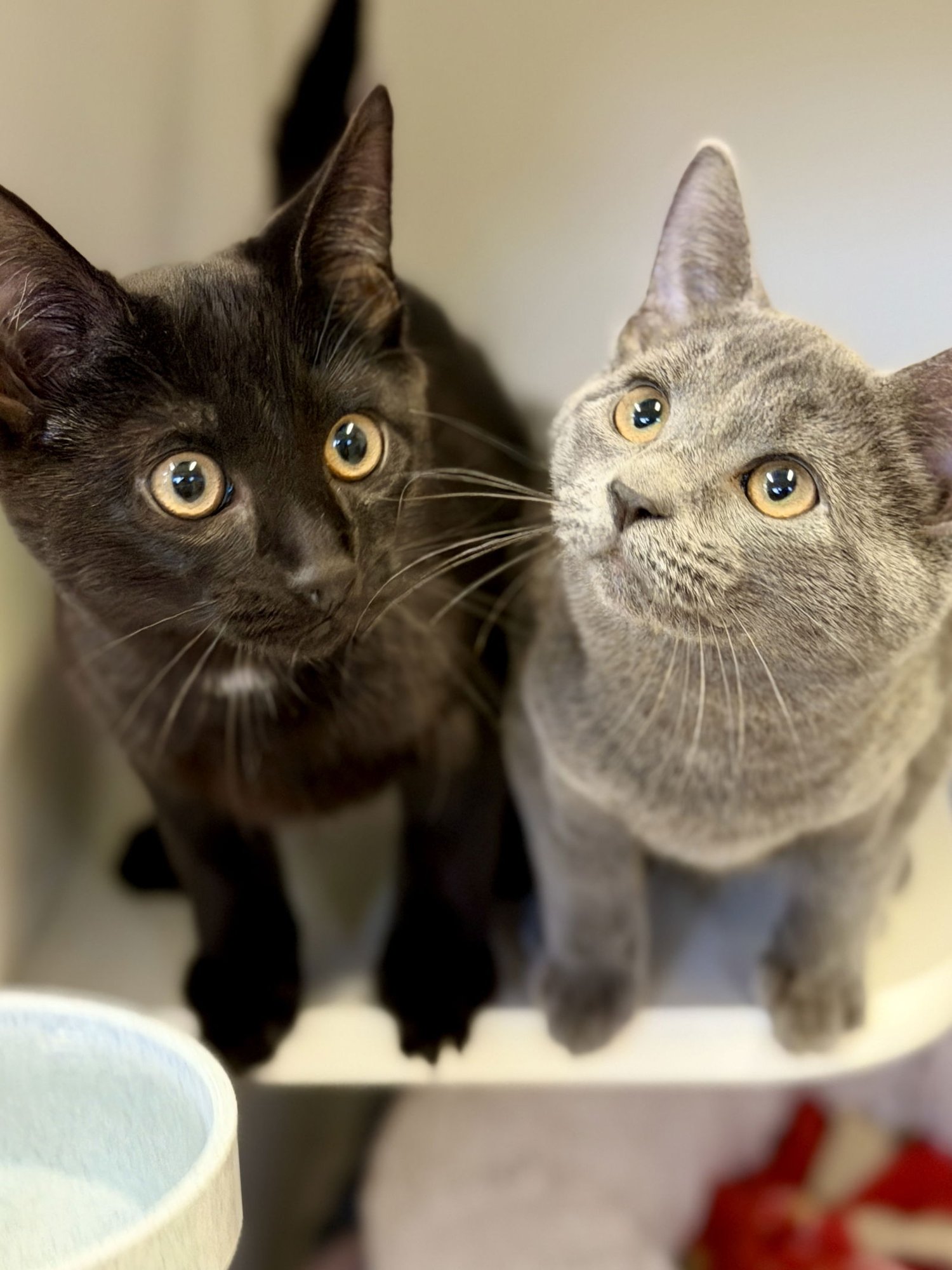 ASPEN (KITTEN 3) - Domestic Short Hair available for adoption