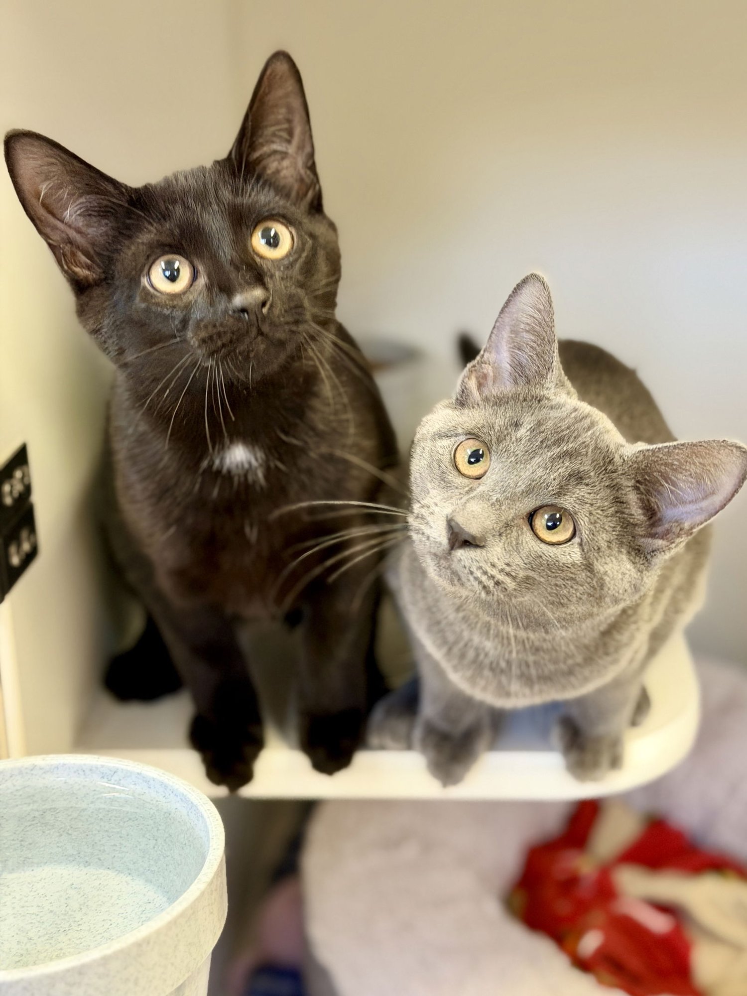 Aspen (Kitten 3) - Photo 3