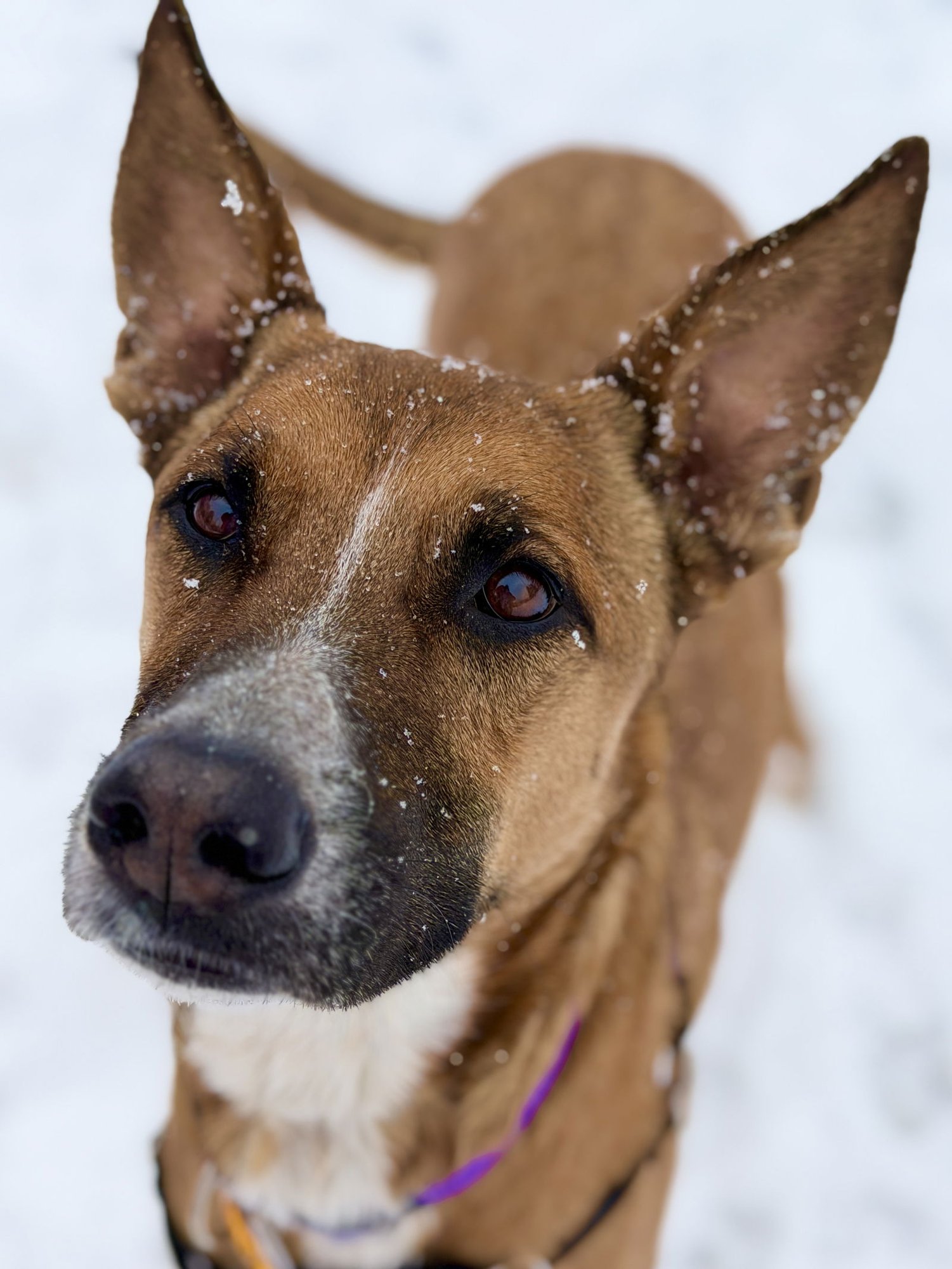 MARLEY - Belgian Shepherd Malinois available for adoption