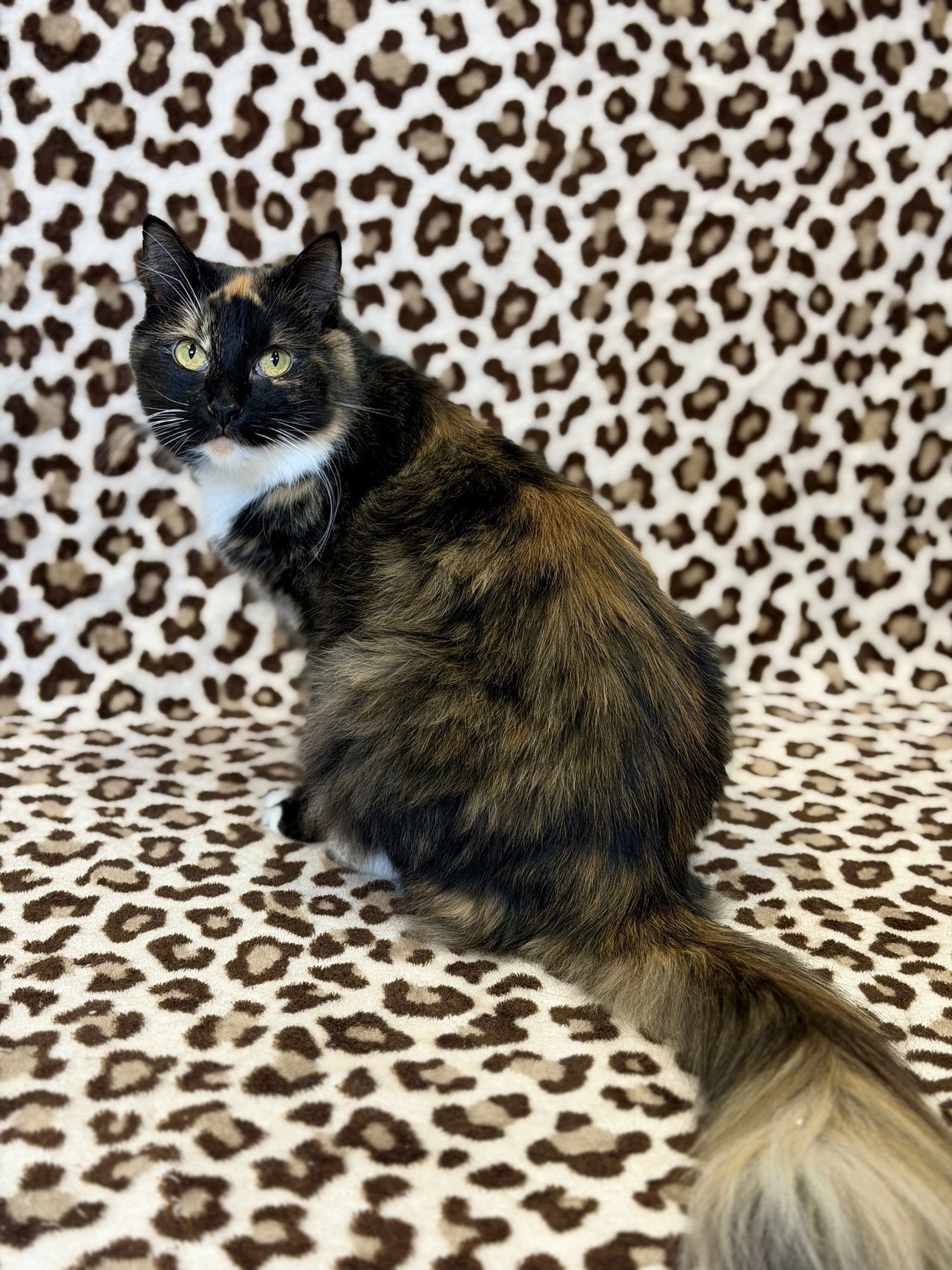 NESSIE - Domestic Medium Hair available for adoption