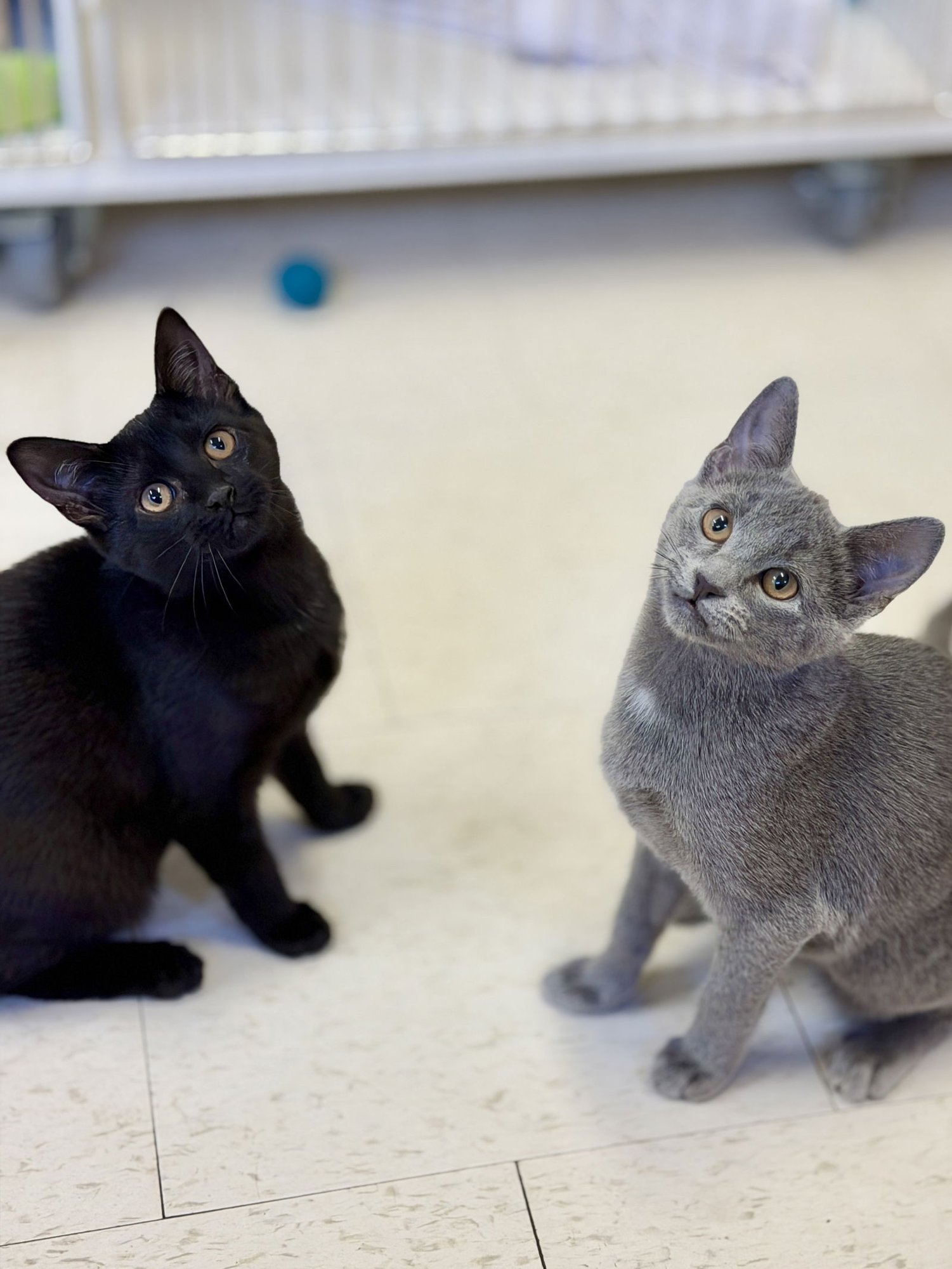 CHERRY (KITTEN 1) - Domestic Short Hair available for adoption