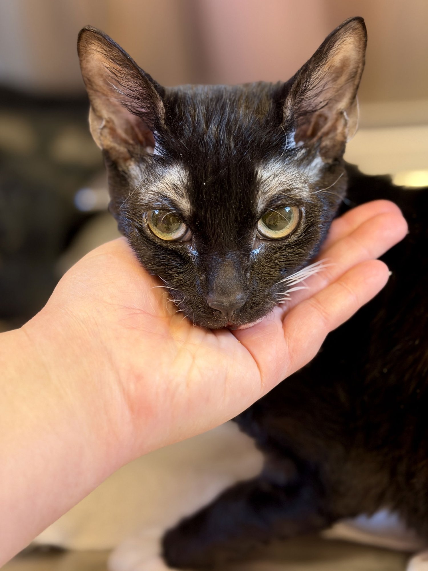 REX - Domestic Short Hair / Rex available for adoption