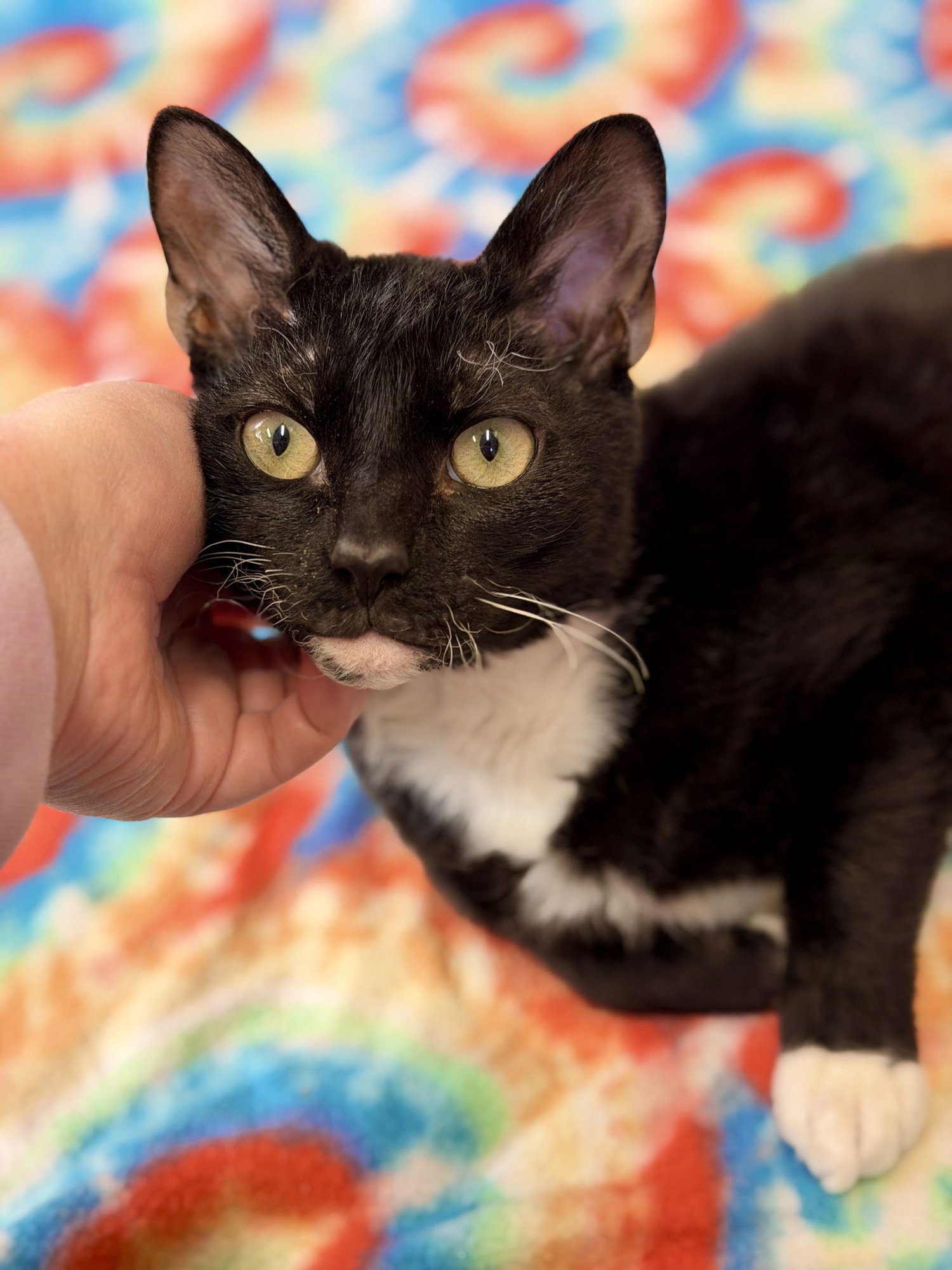 REX - Domestic Short Hair / Rex available for adoption