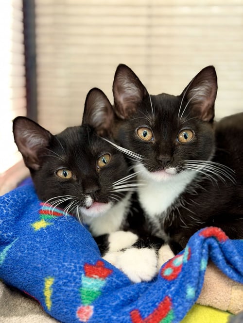 INK - Domestic Short Hair available for adoption