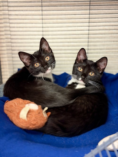 INK - Domestic Short Hair available for adoption