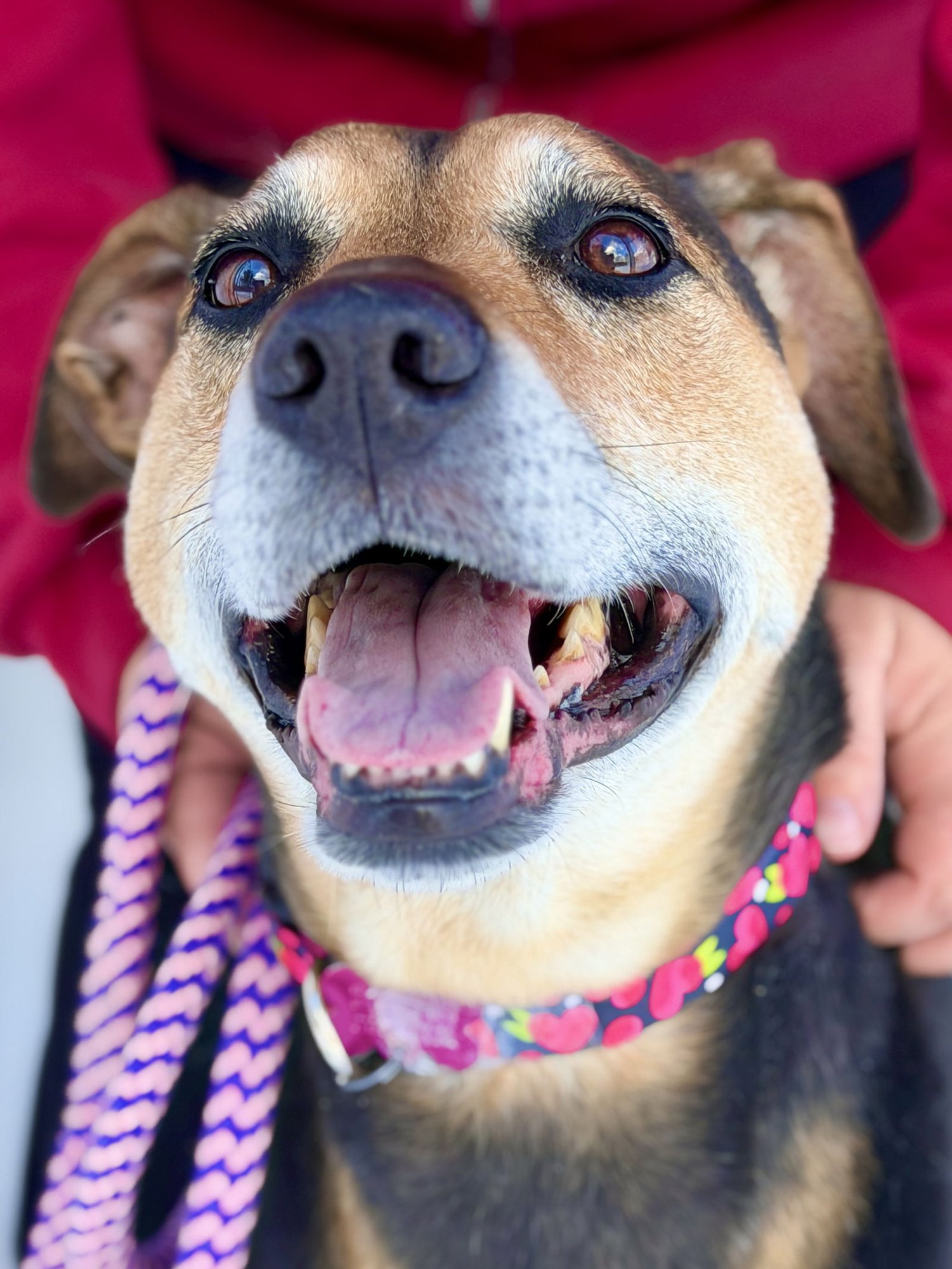 MYA - Hound available for adoption