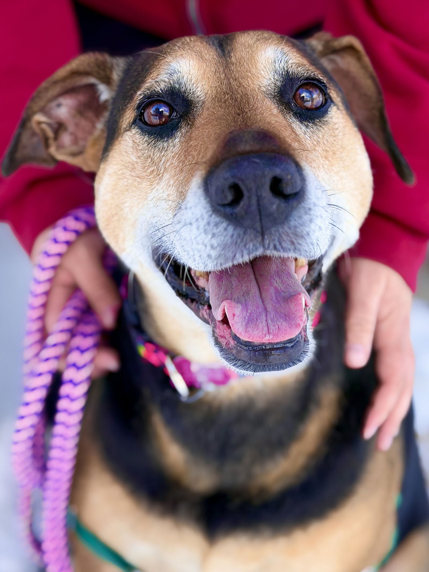 MYA - Hound available for adoption