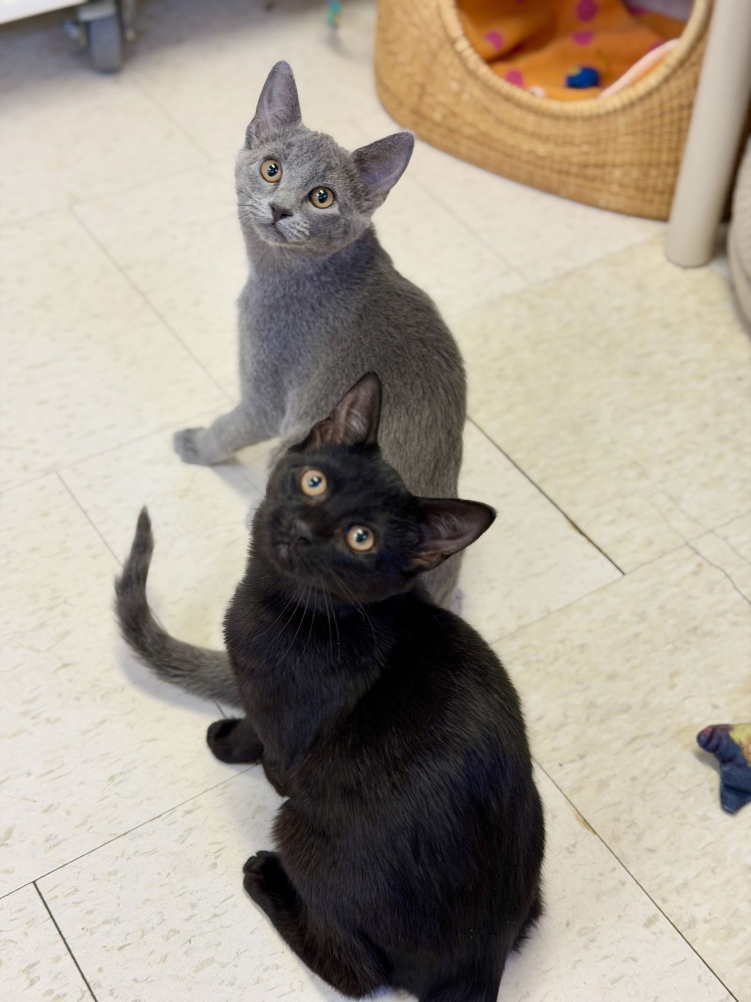 MAPLE (KITTEN 4) - Domestic Short Hair available for adoption