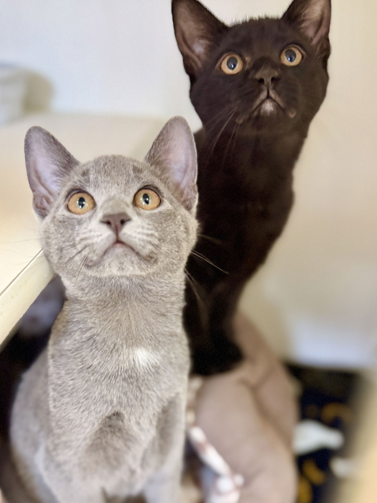 MAPLE (KITTEN 4) - Domestic Short Hair available for adoption