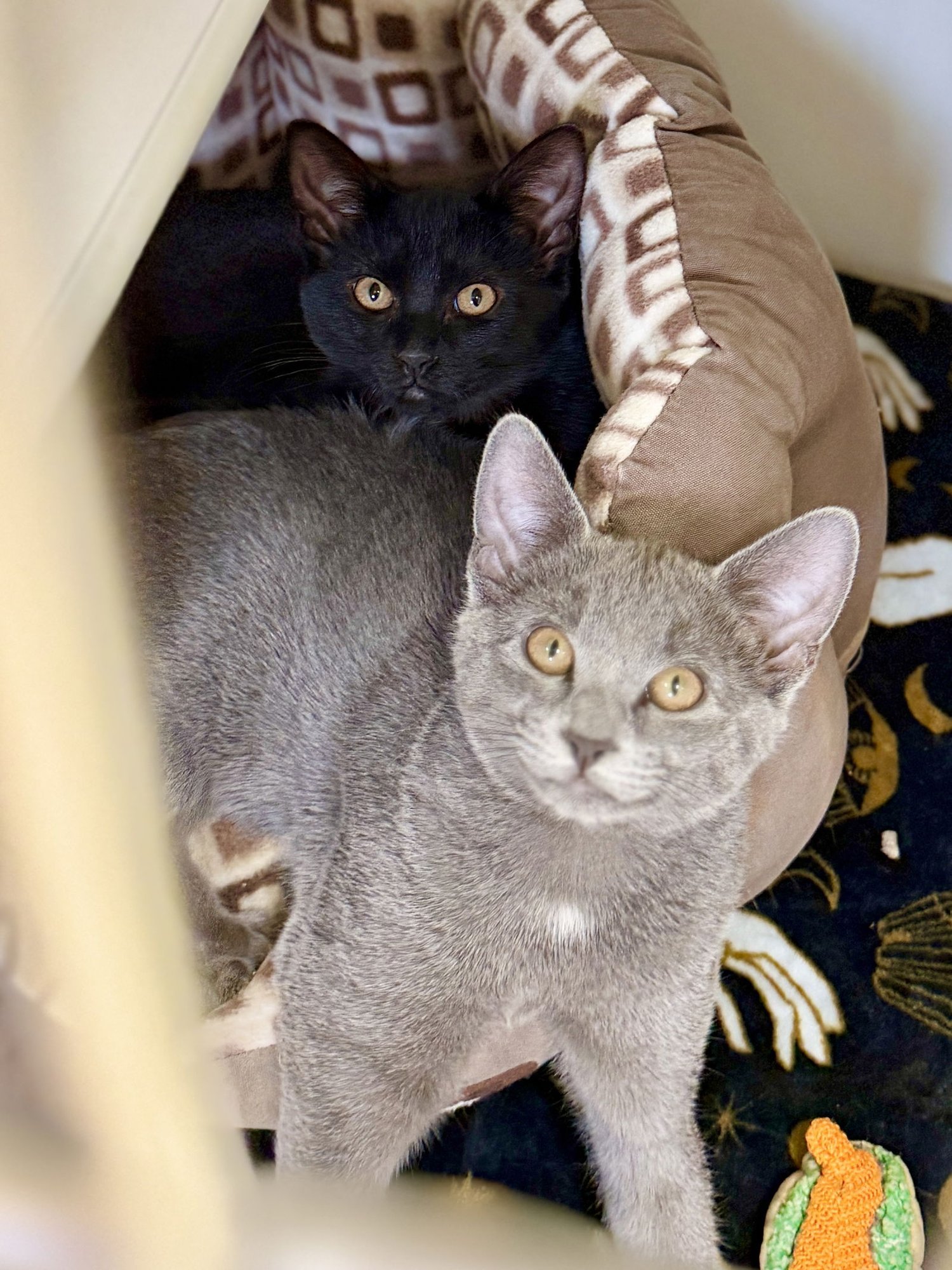 Maple (Kitten 4) - Photo 3