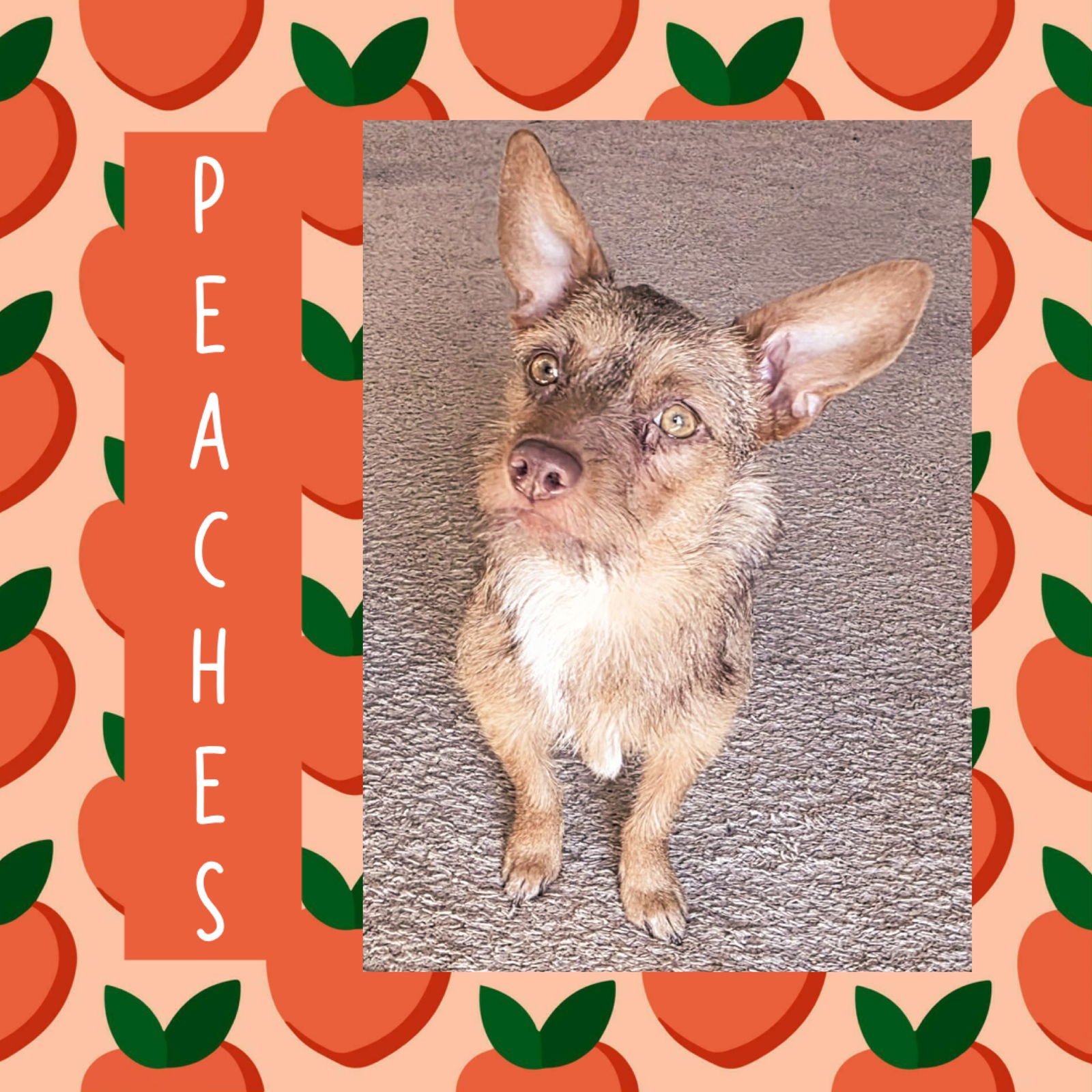 PEACHES - Terrier available for adoption