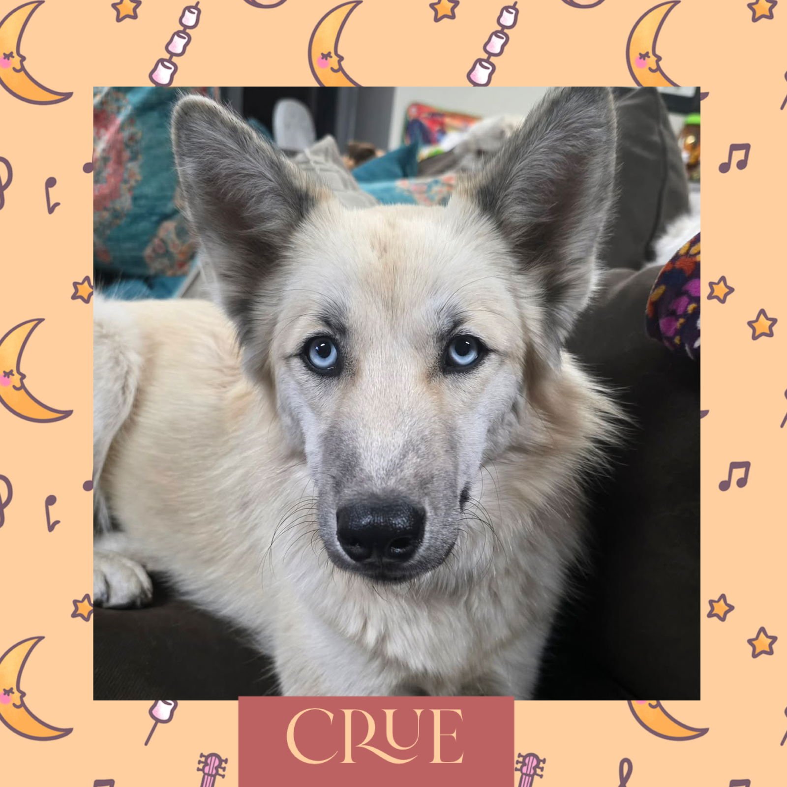 CRUE - Unknown available for adoption